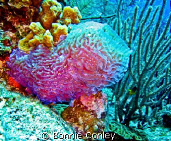 Azure Vase Sponge seen in Grand Cayman August 2008.  Phot... by Bonnie Conley 
